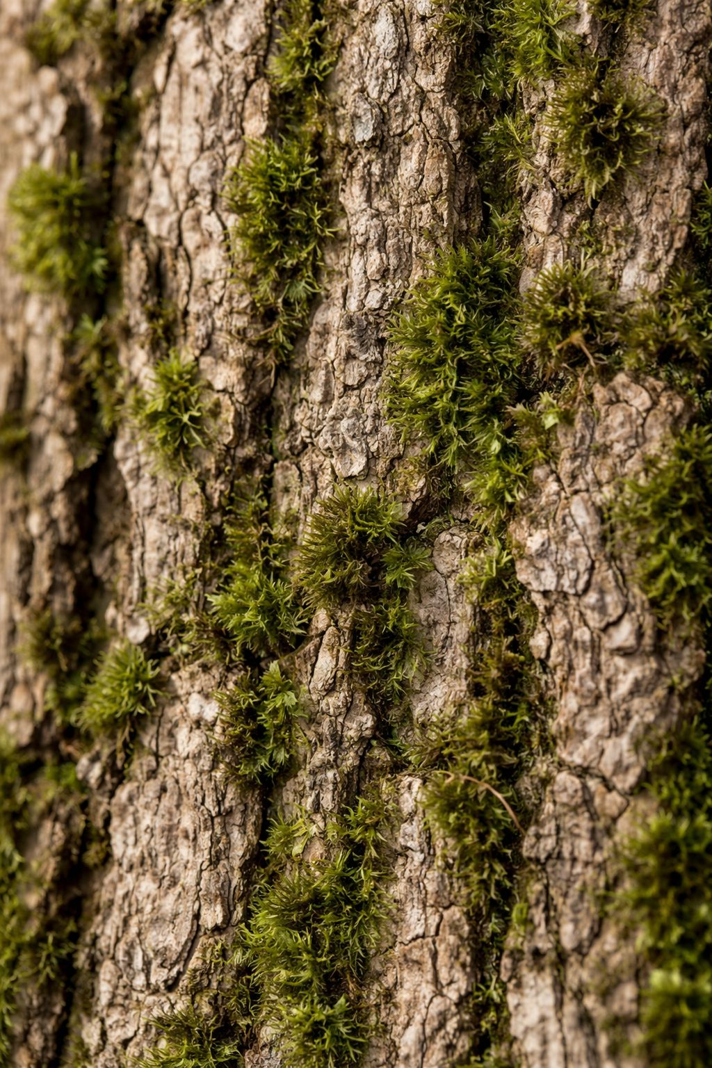 კედლის დეკორი ხის ეფექტით 0163-1